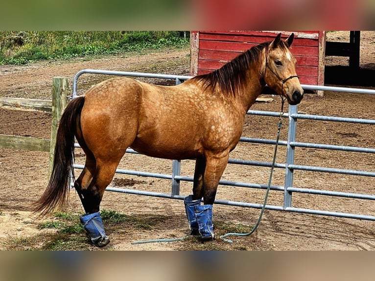 American Quarter Horse Merrie 5 Jaar 152 cm Buckskin in Pontiac