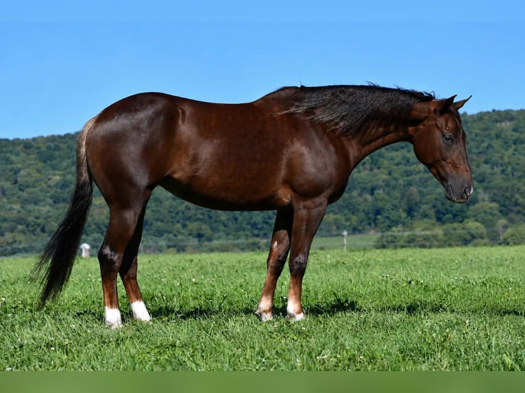 American Quarter Horse Merrie 5 Jaar 152 cm Donkere-vos in Rebersburg