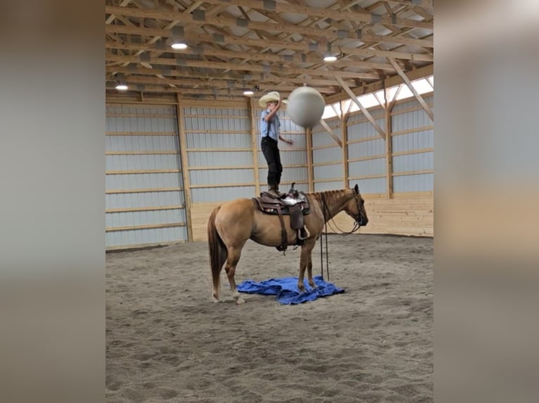 American Quarter Horse Mix Merrie 5 Jaar 152 cm Falbe in Rebersburg