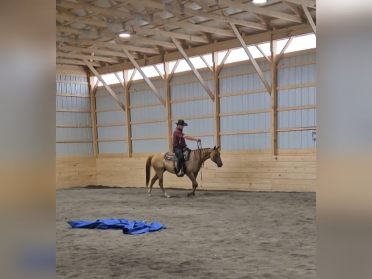 American Quarter Horse Mix Merrie 5 Jaar 152 cm Falbe in Rebersburg