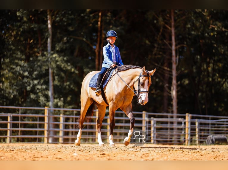 American Quarter Horse Merrie 5 Jaar 152 cm Falbe in Lyles, TN