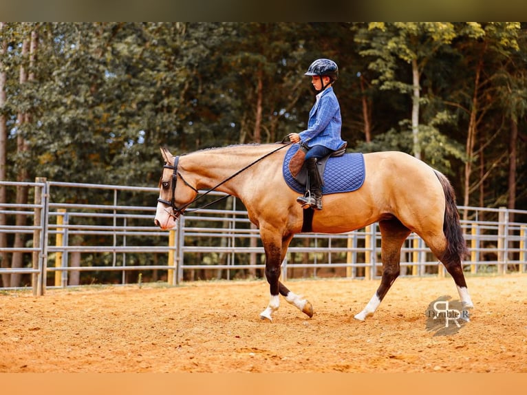American Quarter Horse Merrie 5 Jaar 152 cm Falbe in Lyles, TN