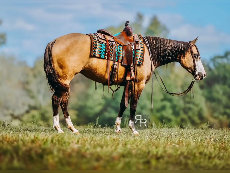 American Quarter Horse Merrie 5 Jaar 152 cm Falbe in Lyles, TN