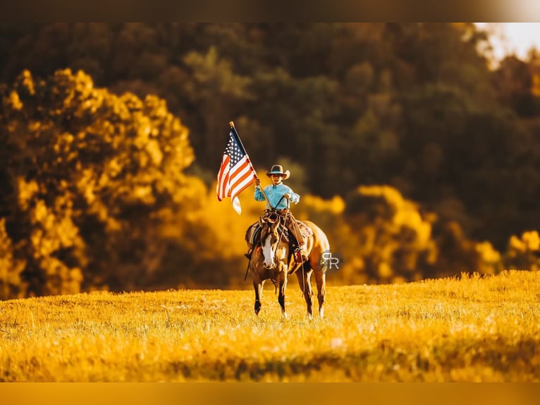 American Quarter Horse Merrie 5 Jaar 152 cm Falbe in Lyles, TN
