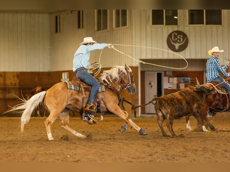 American Quarter Horse Merrie 5 Jaar 152 cm Palomino in Decorah