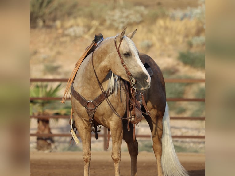 American Quarter Horse Merrie 5 Jaar 152 cm Palomino in Wickenburg