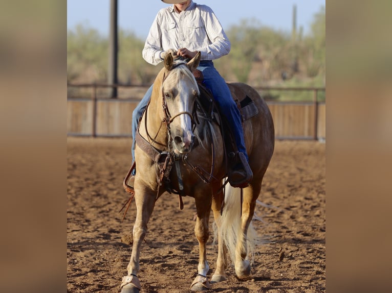 American Quarter Horse Merrie 5 Jaar 152 cm Palomino in Wickenburg
