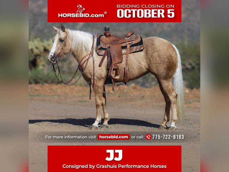 American Quarter Horse Merrie 5 Jaar 152 cm Palomino in Wickenburg