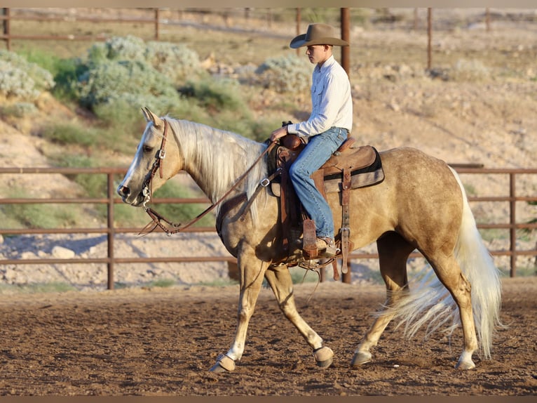 American Quarter Horse Merrie 5 Jaar 152 cm Palomino in Wickenburg