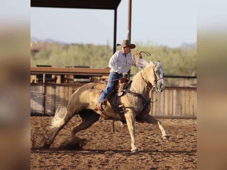 American Quarter Horse Merrie 5 Jaar 152 cm Palomino in Wickenburg