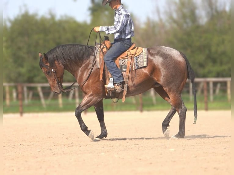 American Quarter Horse Merrie 5 Jaar 152 cm Roan-Bay in Rexburg