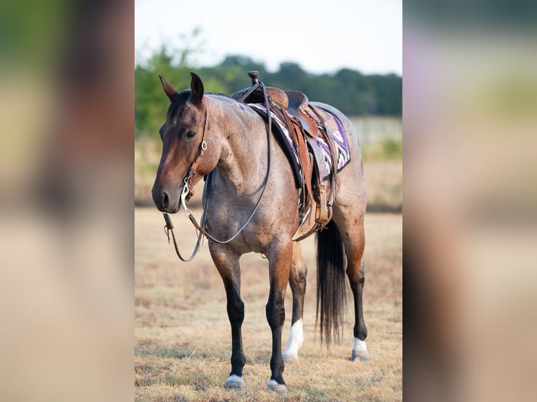 American Quarter Horse Merrie 5 Jaar 152 cm Roan-Bay in Ravenna