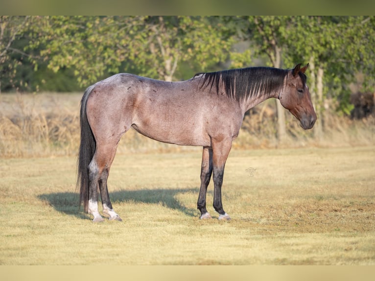 American Quarter Horse Merrie 5 Jaar 152 cm Roan-Bay in Ravenna