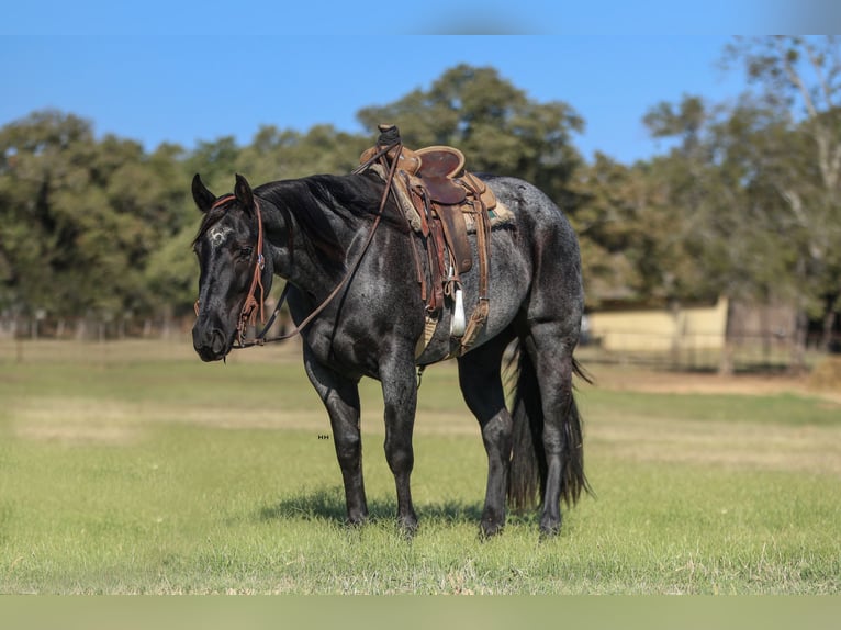 American Quarter Horse Merrie 5 Jaar 152 cm Roan-Blue in Joshua