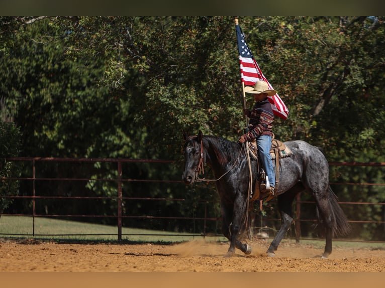 American Quarter Horse Merrie 5 Jaar 152 cm Roan-Blue in Joshua