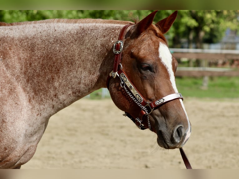American Quarter Horse Merrie 5 Jaar 152 cm Roan-Red in Wadersloh
