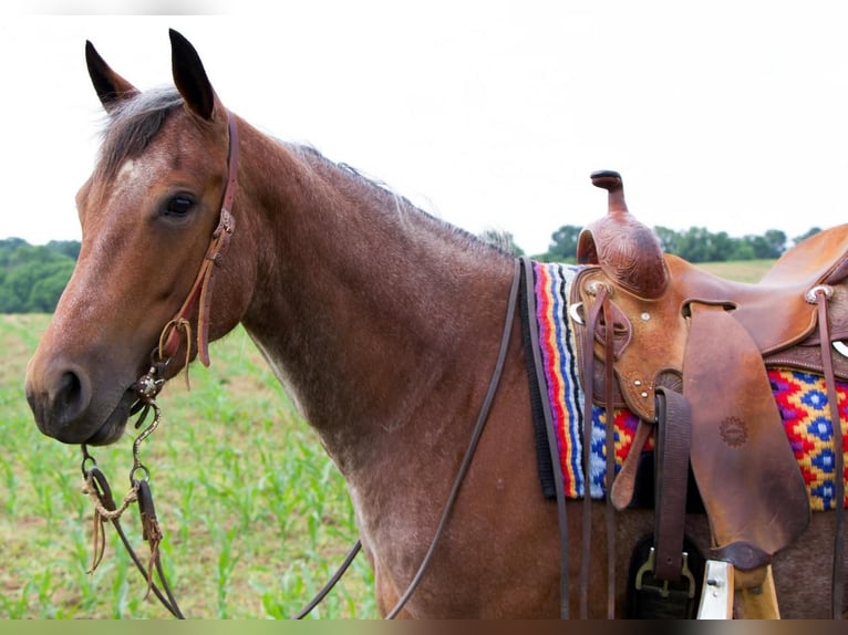 American Quarter Horse Merrie 5 Jaar 152 cm Roan-Red in Millersburg, OH