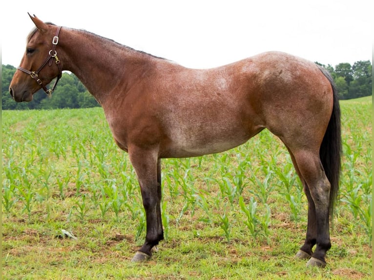American Quarter Horse Merrie 5 Jaar 152 cm Roan-Red in Millersburg, OH