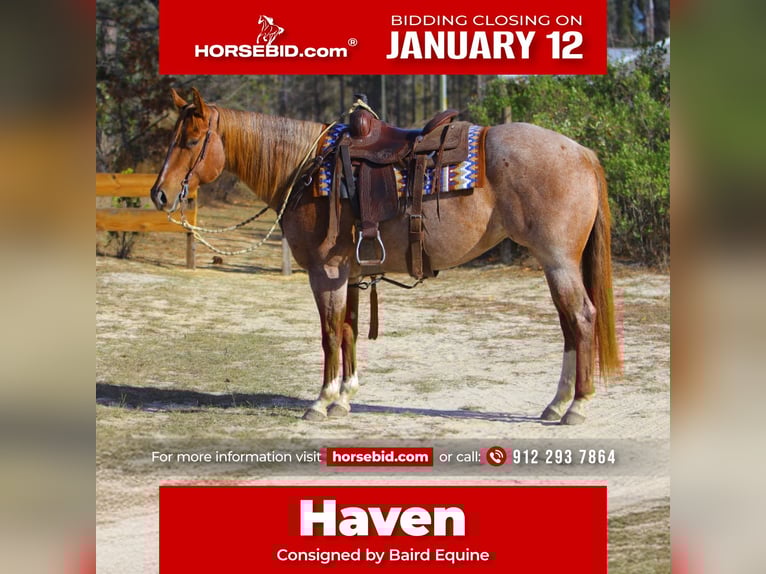 American Quarter Horse Merrie 5 Jaar 152 cm Roan-Red in Vidalia