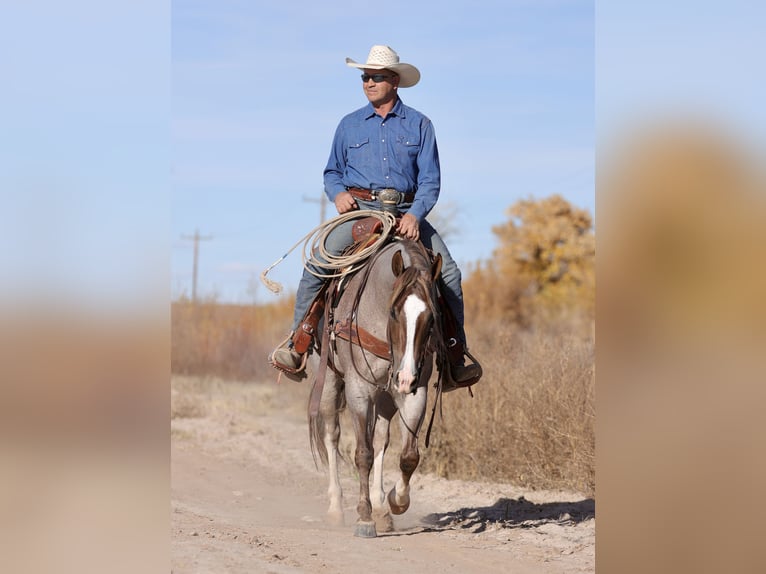 American Quarter Horse Merrie 5 Jaar 152 cm Roan-Red in Belen