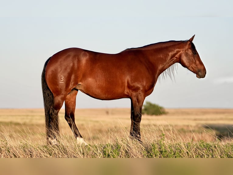 American Quarter Horse Merrie 5 Jaar 152 cm Roodbruin in Canadian