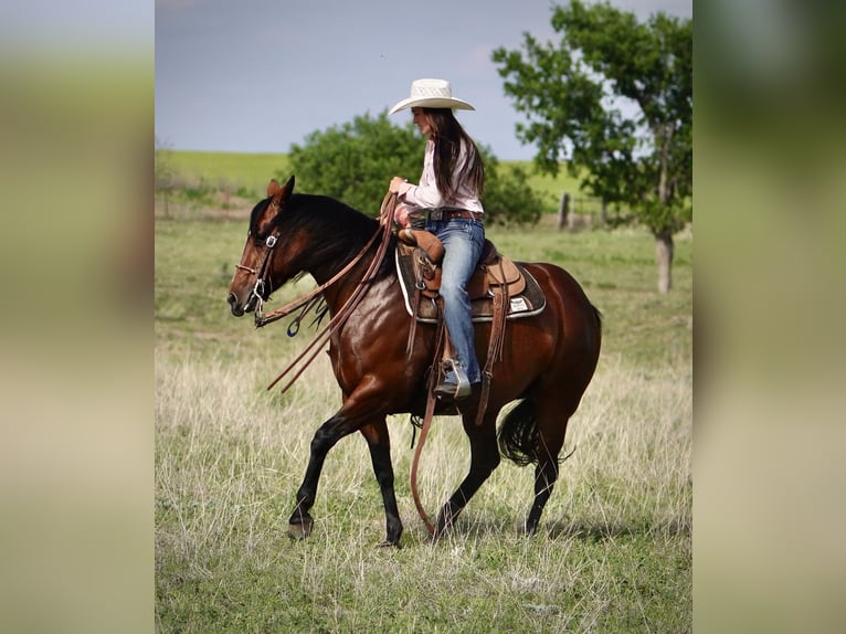 American Quarter Horse Merrie 5 Jaar 152 cm Roodbruin in Canadian