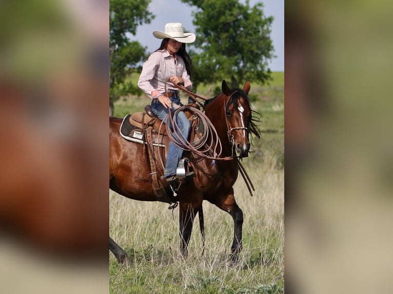 American Quarter Horse Merrie 5 Jaar 152 cm Roodbruin in Canadian