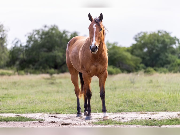 American Quarter Horse Merrie 5 Jaar 152 cm Roodbruin in Victoria