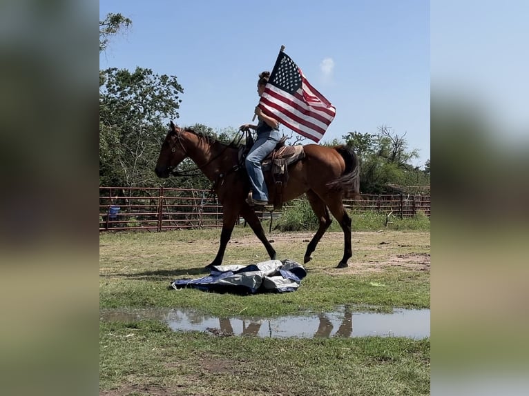 American Quarter Horse Merrie 5 Jaar 152 cm Roodbruin in Victoria