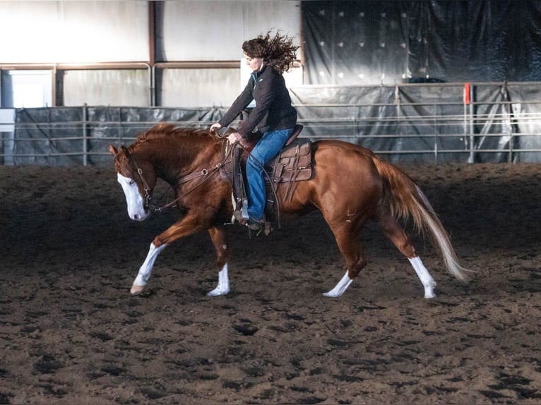 American Quarter Horse Merrie 5 Jaar 152 cm Roodvos in Hamilton