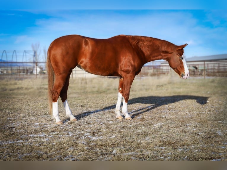 American Quarter Horse Merrie 5 Jaar 152 cm Roodvos in Hamilton