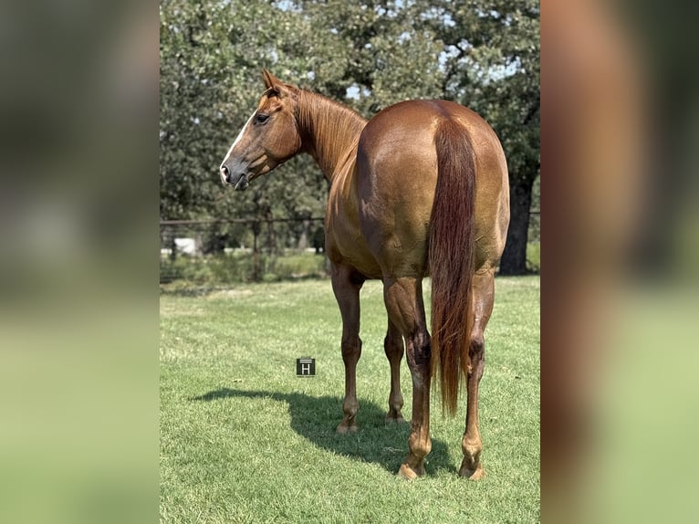 American Quarter Horse Merrie 5 Jaar 152 cm Roodvos in Jacksboro