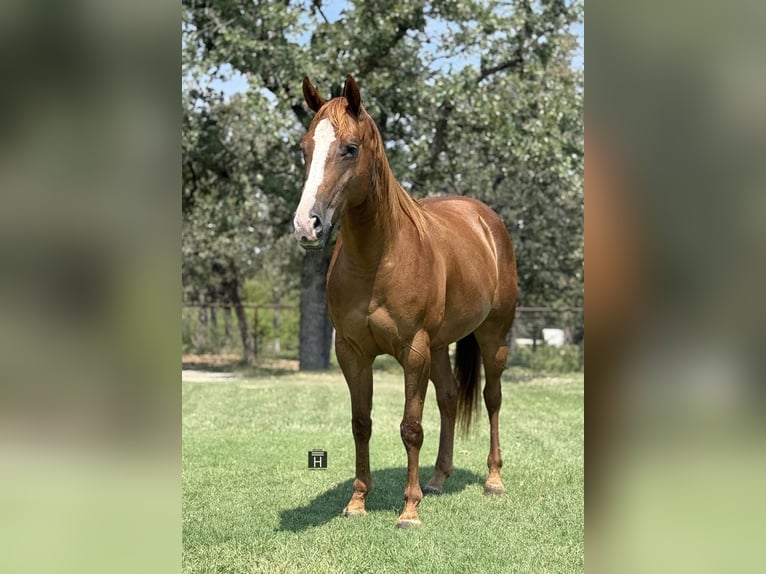 American Quarter Horse Merrie 5 Jaar 152 cm Roodvos in Jacksboro