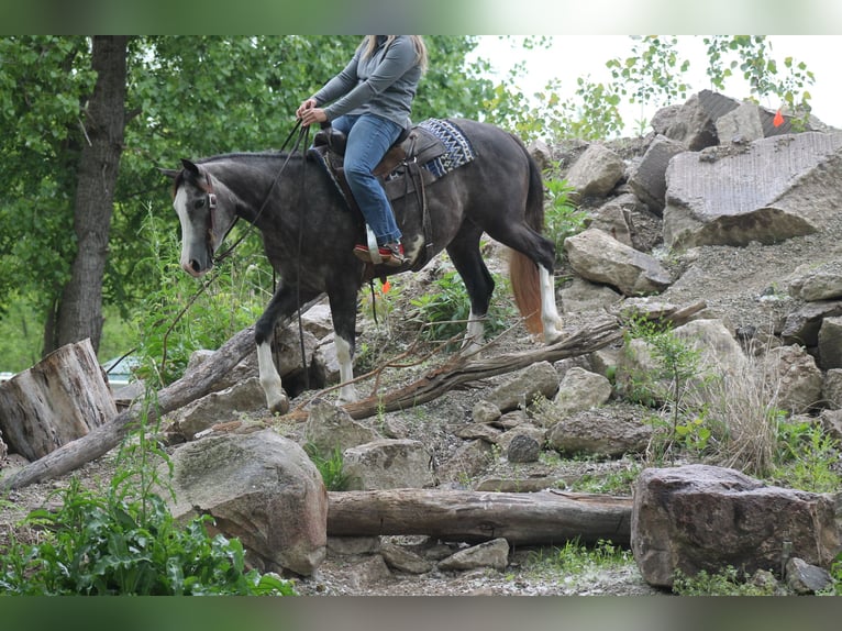 American Quarter Horse Merrie 5 Jaar 152 cm Schimmel in Plano