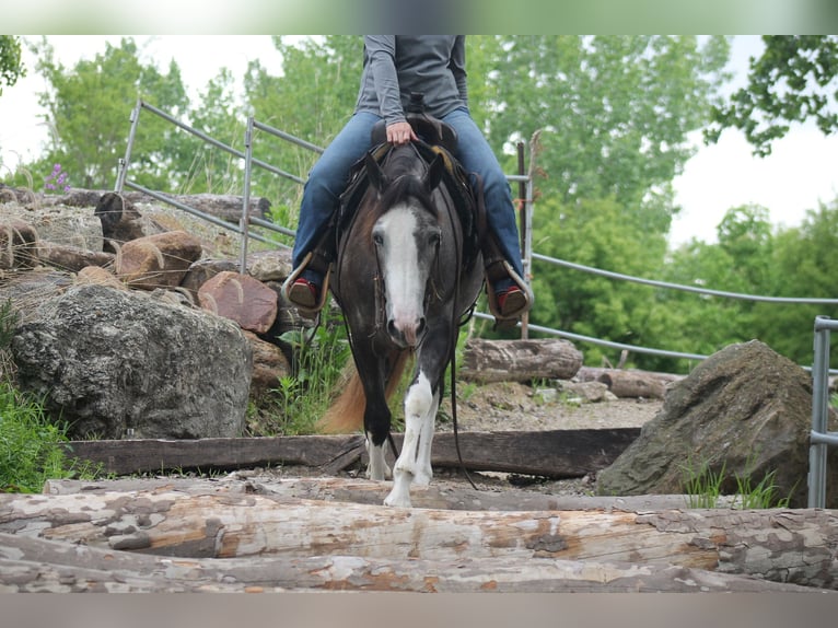 American Quarter Horse Merrie 5 Jaar 152 cm Schimmel in Plano