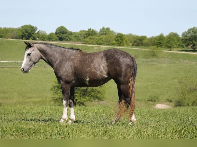 American Quarter Horse Merrie 5 Jaar 152 cm Schimmel in Plano