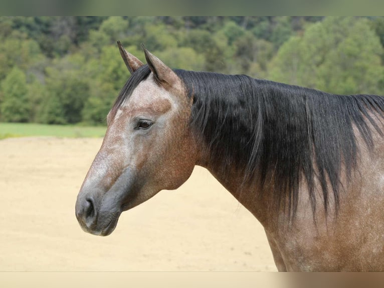 American Quarter Horse Merrie 5 Jaar 152 cm Zwartschimmel in Beaver Springs