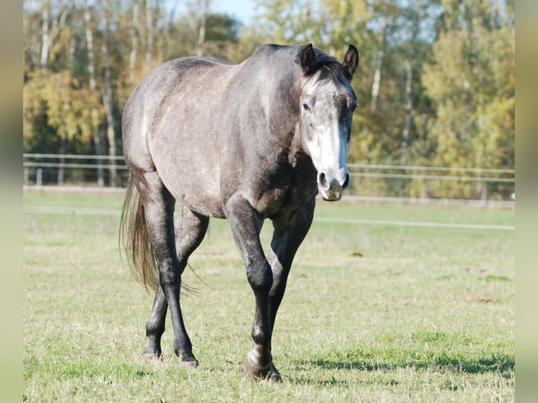 American Quarter Horse Merrie 5 Jaar 152 cm Zwartschimmel in Finsterwalde