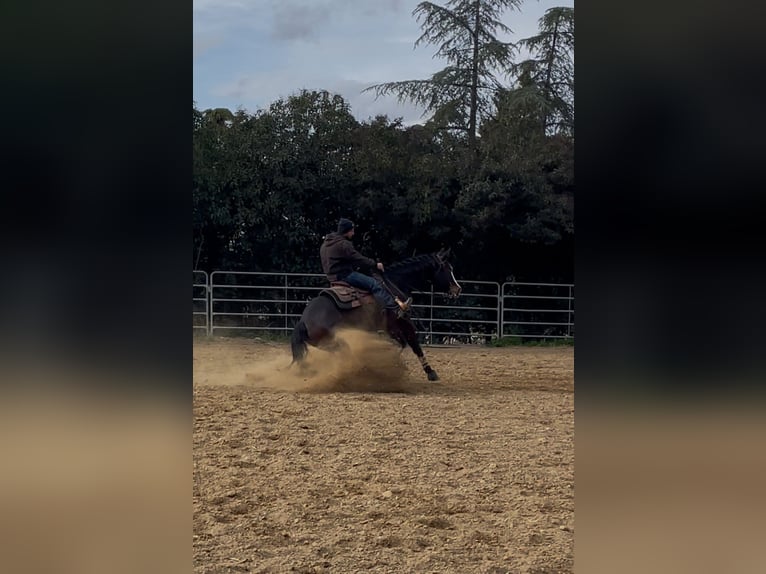 American Quarter Horse Merrie 5 Jaar 153 cm Donkerbruin in Bari