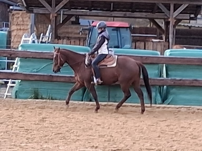 American Quarter Horse Merrie 5 Jaar 153 cm Donkere-vos in Unterföhring