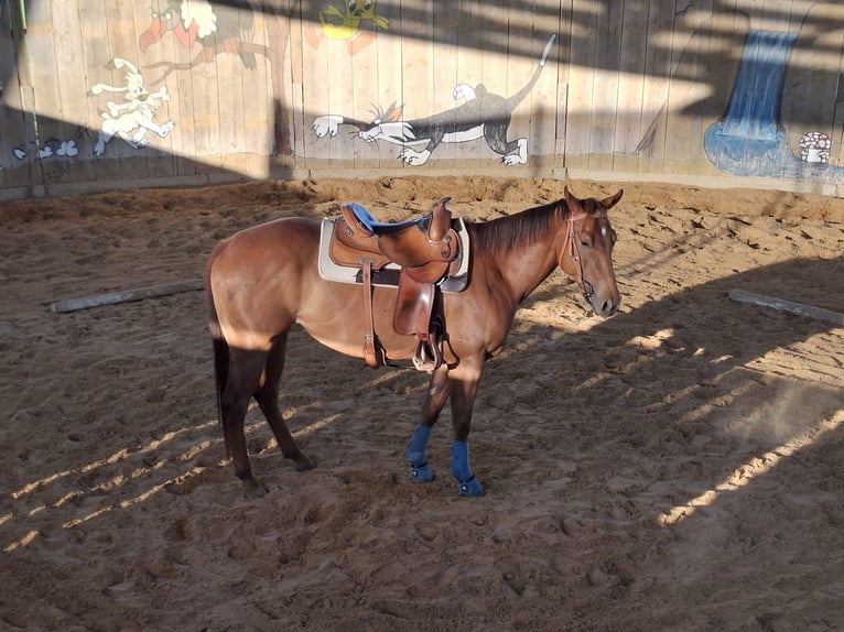 American Quarter Horse Merrie 5 Jaar 153 cm Donkere-vos in Unterföhring