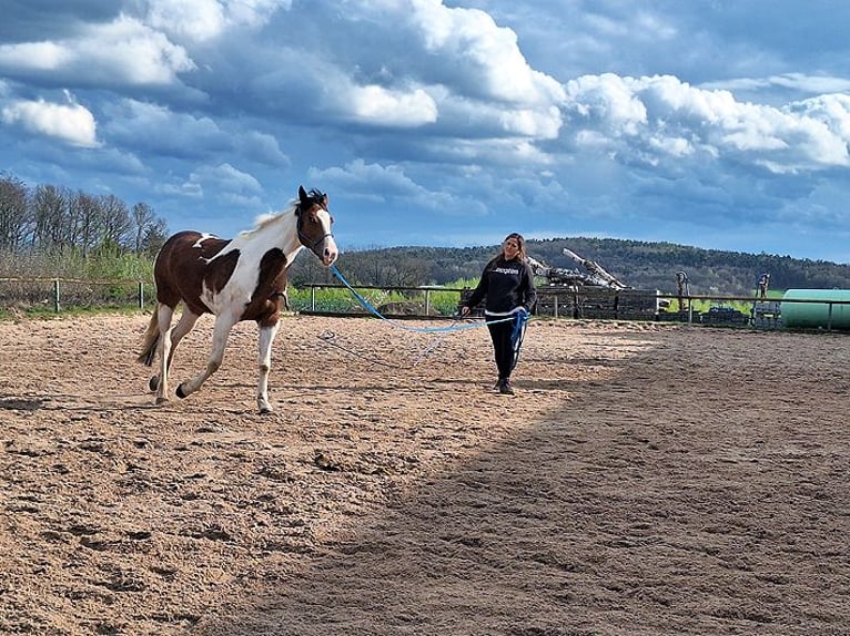 American Quarter Horse Mix Merrie 5 Jaar 153 cm Gevlekt-paard in Künzell