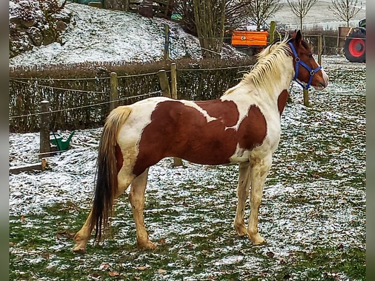 American Quarter Horse Mix Merrie 5 Jaar 153 cm Gevlekt-paard in Künzell