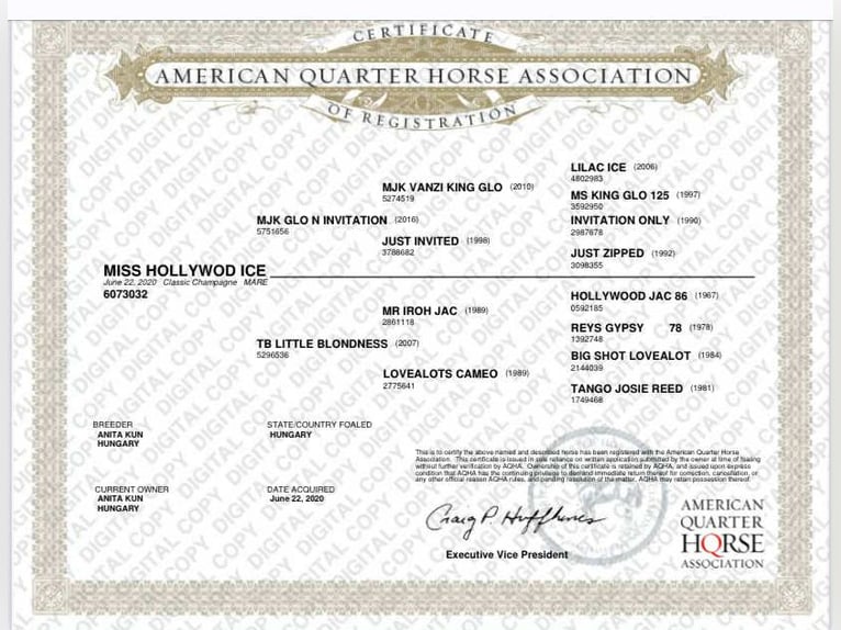 American Quarter Horse Merrie 5 Jaar 154 cm Champagne in Hosszuheteny