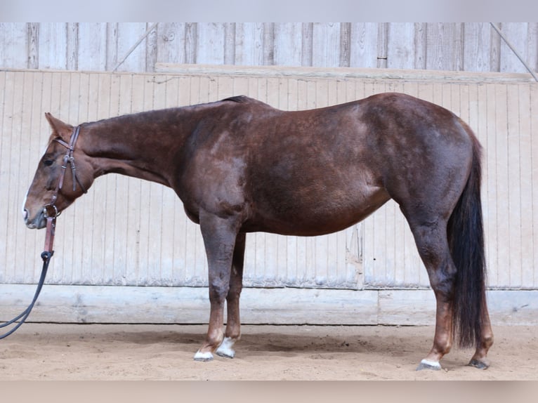American Quarter Horse Merrie 5 Jaar 154 cm Donkere-vos in Reichelsheim