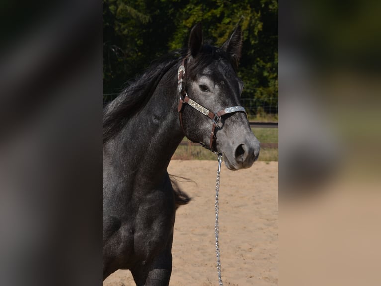 American Quarter Horse Merrie 5 Jaar 154 cm Schimmel in Wusterhausen (Dosse)