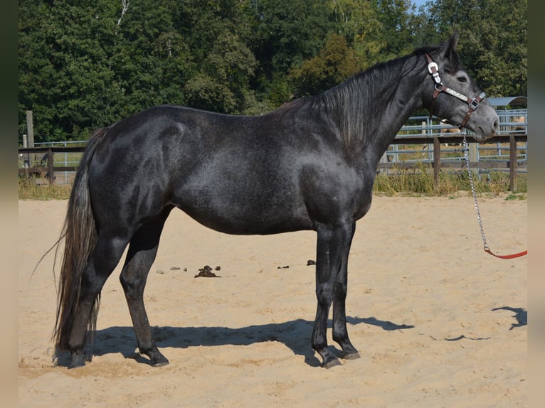 American Quarter Horse Merrie 5 Jaar 154 cm Schimmel in Wusterhausen (Dosse)