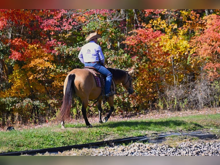 American Quarter Horse Merrie 5 Jaar 155 cm Buckskin in Wooster