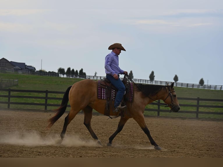 American Quarter Horse Merrie 5 Jaar 155 cm Buckskin in Wooster