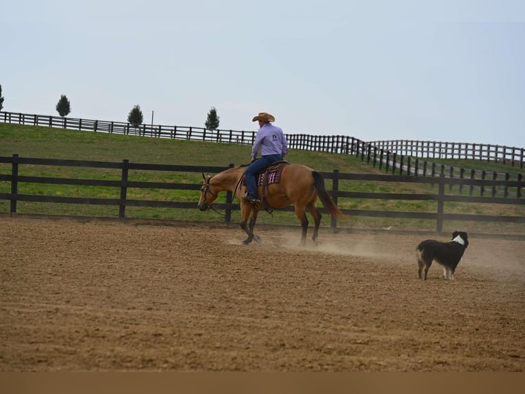 American Quarter Horse Merrie 5 Jaar 155 cm Buckskin in Wooster